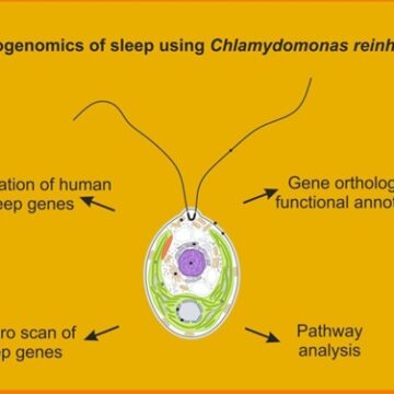 Groundbreaking Study Reveals Evolutionary Origins of Sleep in Single-Celled Algae