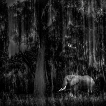 Indian Wildlife Photographer Rahul Sachdev Receives Highly Commended Honour at Wildlife Photographer of the Year 2025