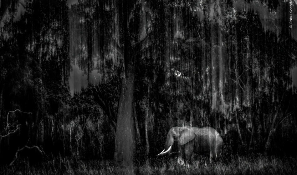 Indian Wildlife Photographer Rahul Sachdev Receives Highly Commended Honour at Wildlife Photographer of the Year 2025