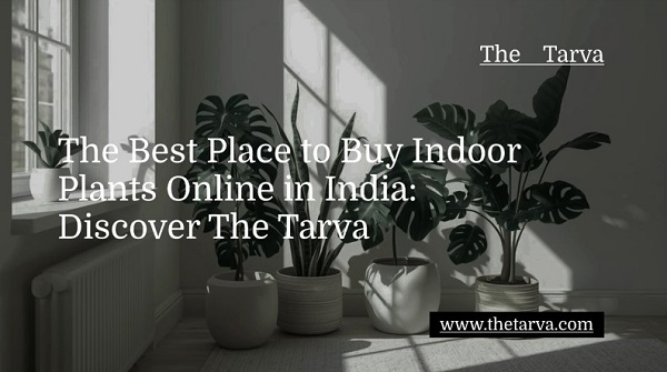 Discover-The-Tarva-The-Best-Place-to-Buy-Indoor-Plants-Online-in-India The Best Place to Buy Indoor Plants Online in India: Discover The Tarva